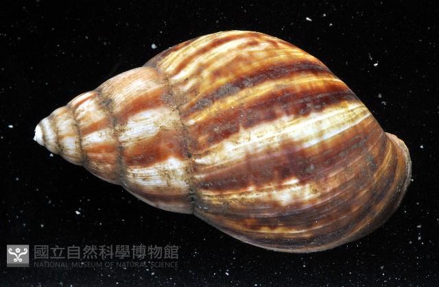 白玉蝸牛藏品圖，第7張