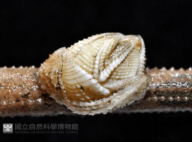 信天翁紐曼花籠藏品圖，第7張