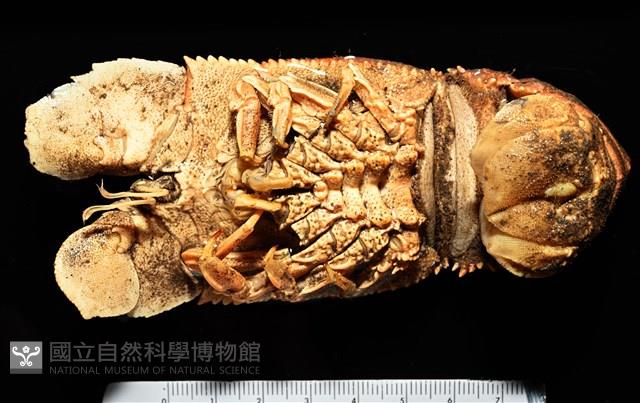 韓氏擬蟬蝦藏品圖，第7張