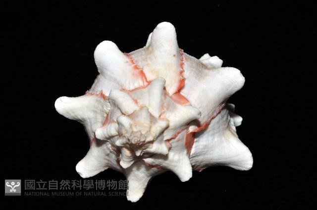 紅甘藍骨螺藏品圖，第7張