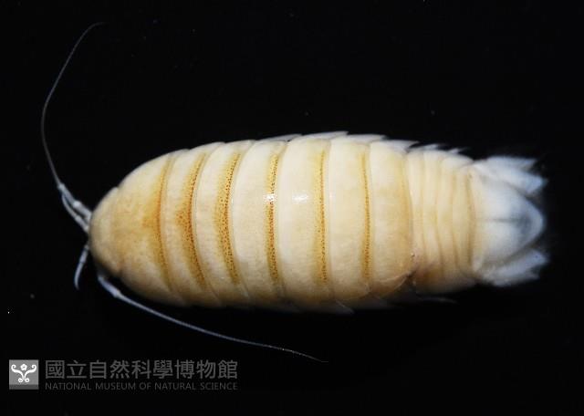 道氏紡錘水虱藏品圖，第7張