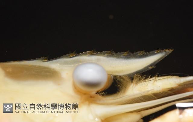 貪食沼蝦藏品圖，第7張