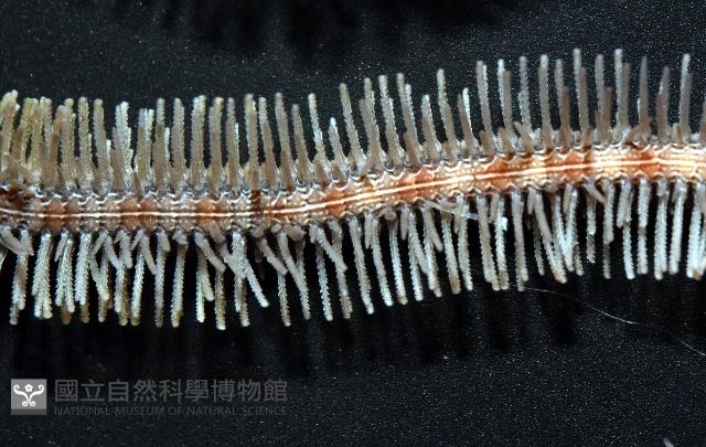 未知種大刺蛇尾藏品圖，第7張