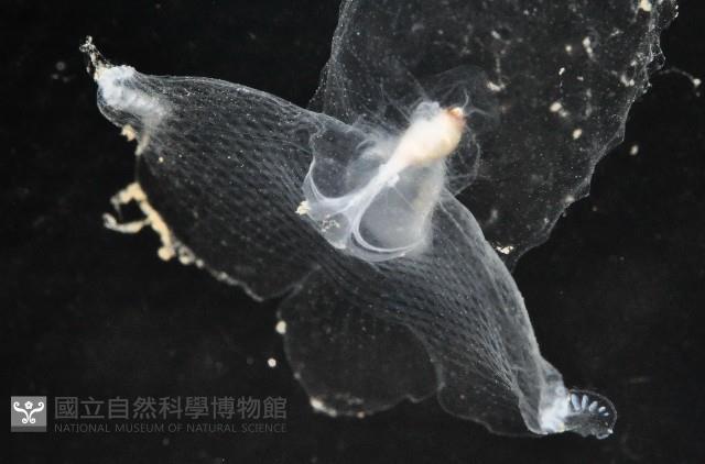 冕螺藏品圖，第7張