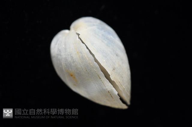 登錄號:006900-00010藏品圖，第7張