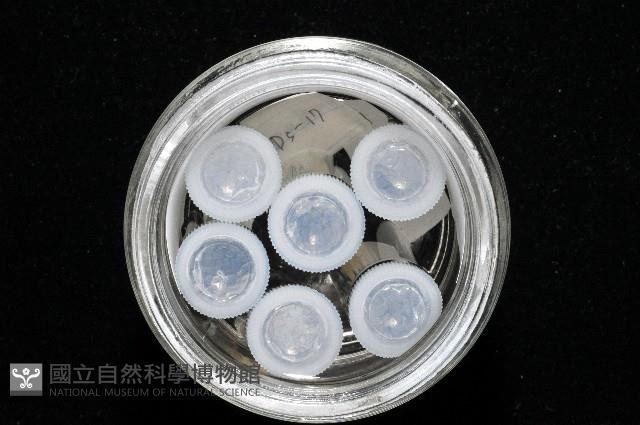 西表島新米蝦藏品圖，第7張