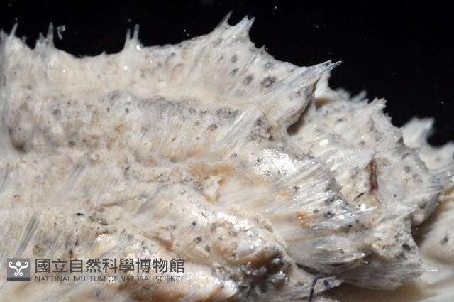 未知種棘海鰓藏品圖，第7張