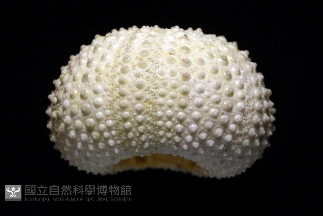 梅氏長海膽藏品圖，第7張