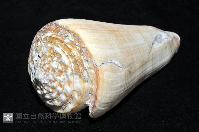 長距芋螺藏品圖，第7張