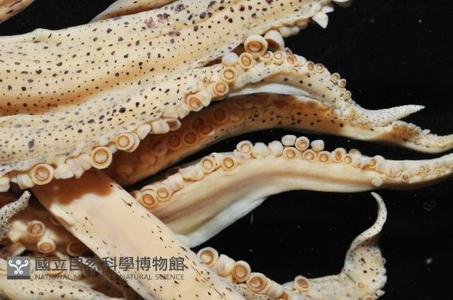 萊氏擬烏賊藏品圖，第7張