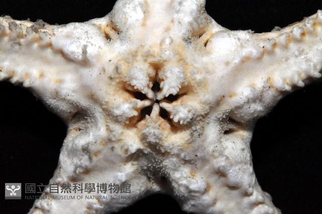 鞭枝蛇尾藏品圖，第7張