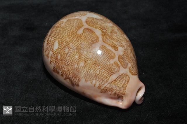 泛紅地圖寶螺藏品圖，第7張
