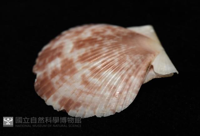 箱形海扇蛤藏品圖，第7張