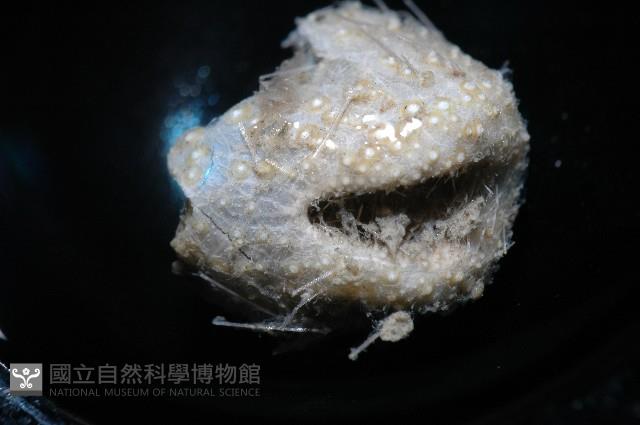 小葫蘆海膽藏品圖，第7張
