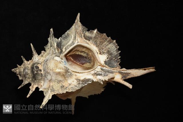 岩石芭蕉螺藏品圖，第7張