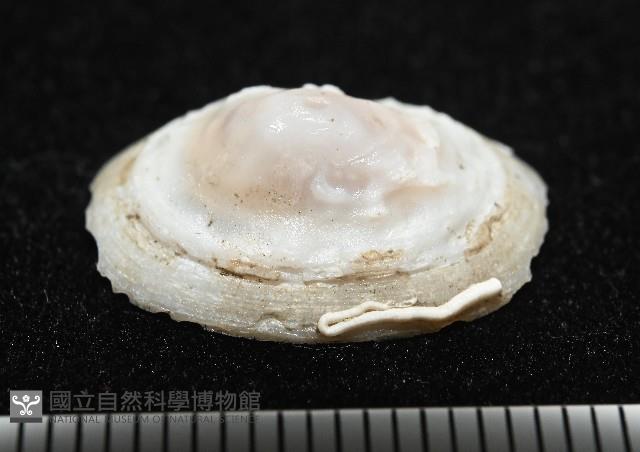 登錄號:004961-00120藏品圖，第7張