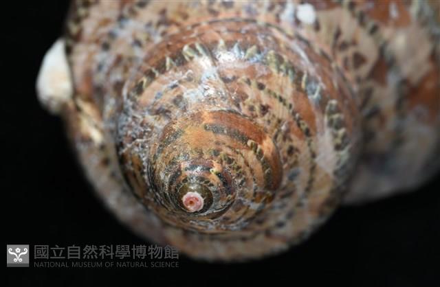 貓眼蠑螺藏品圖，第7張
