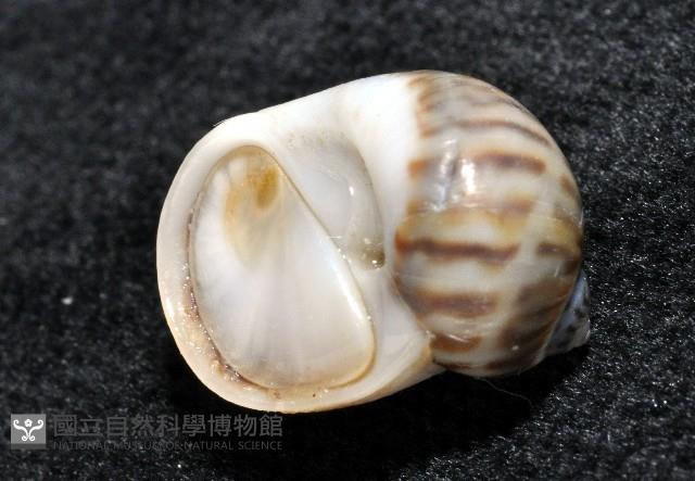 小灰玉螺藏品圖，第7張