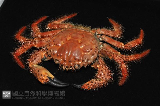 武裝深海蟹藏品圖，第7張