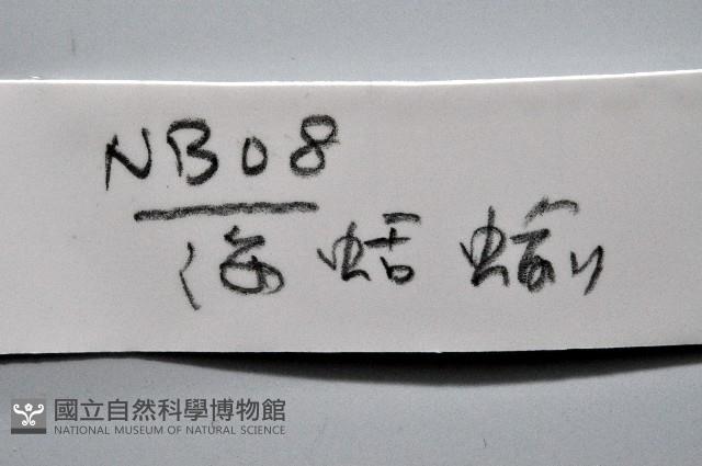 未知種海蛞蝓藏品圖，第7張