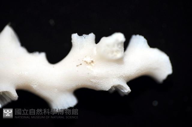 飯島氏樹珊瑚藏品圖，第7張