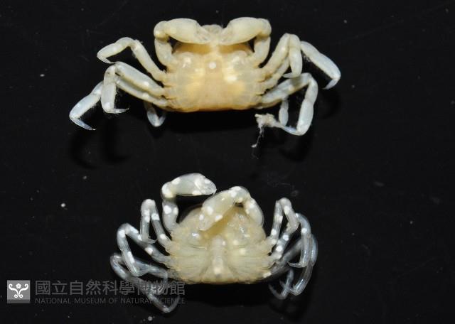 中華蚶豆蟹藏品圖，第7張