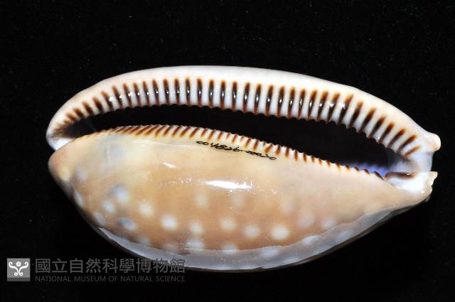 鹿斑寶螺藏品圖，第7張