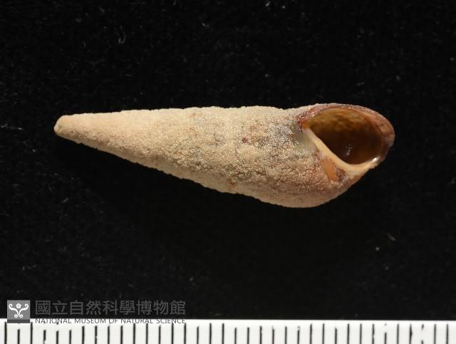 錐蜷藏品圖，第7張