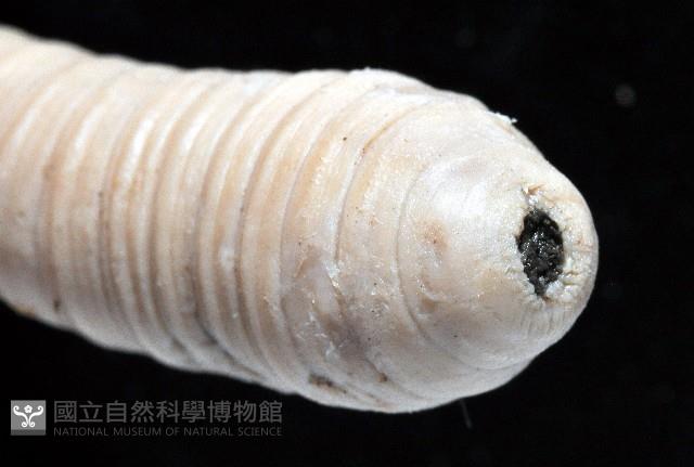 隘寮遠環蚓藏品圖，第7張