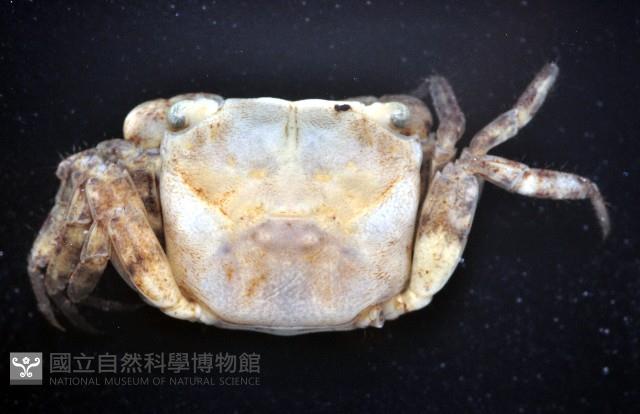 肥胖後相手蟹藏品圖，第7張