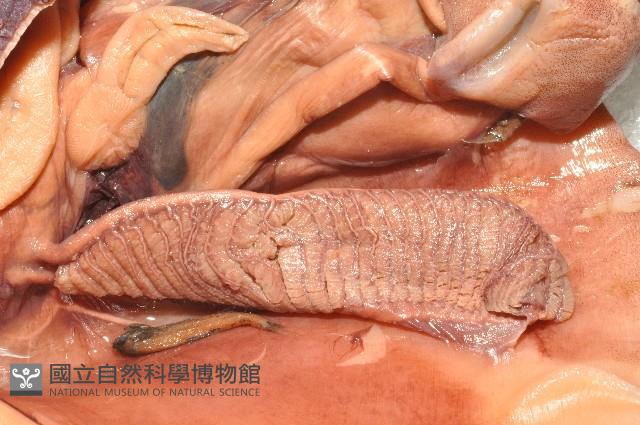 奇妙帆魷藏品圖，第7張