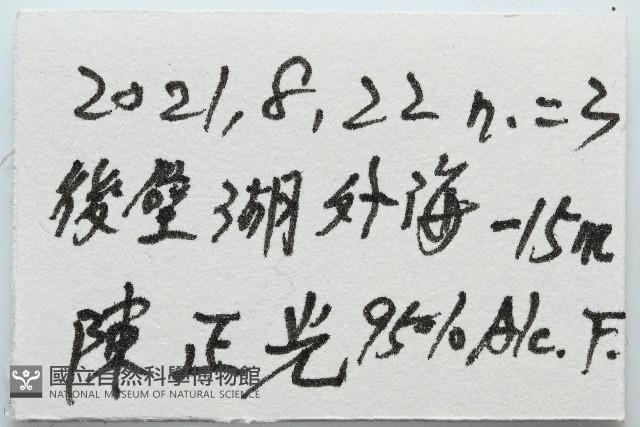 扁仙壺海膽藏品圖，第7張