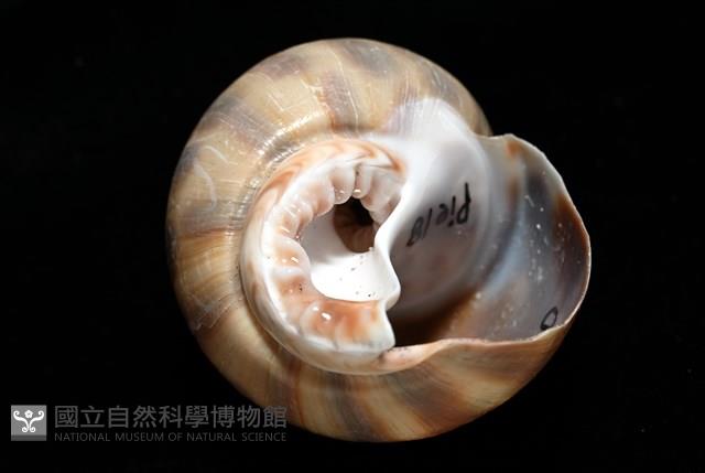 皮氏鳳螺藏品圖，第7張