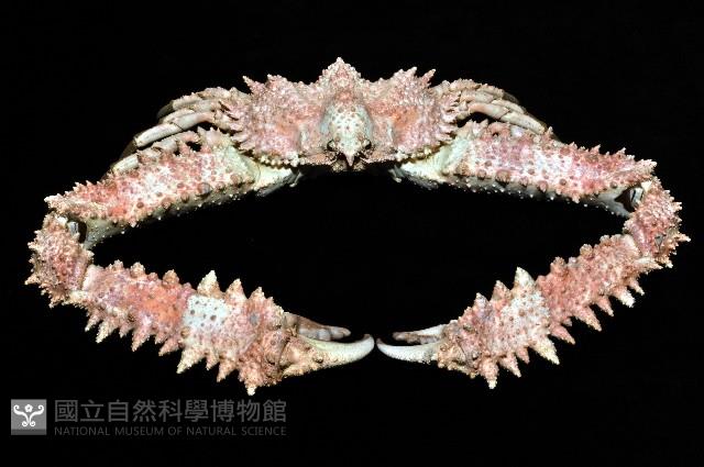 強壯菱蟹藏品圖，第7張