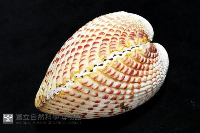 草莓鳥尾蛤藏品圖，第7張