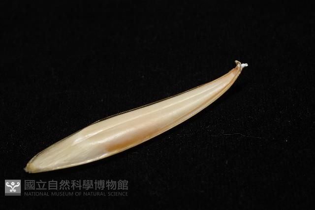 越南烏賊藏品圖，第7張