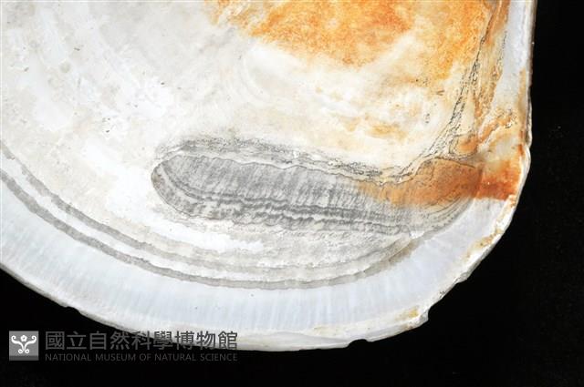 環紋扁滿月蛤藏品圖，第7張