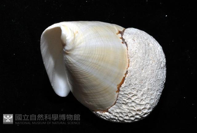 蠟黃芋螺藏品圖，第7張