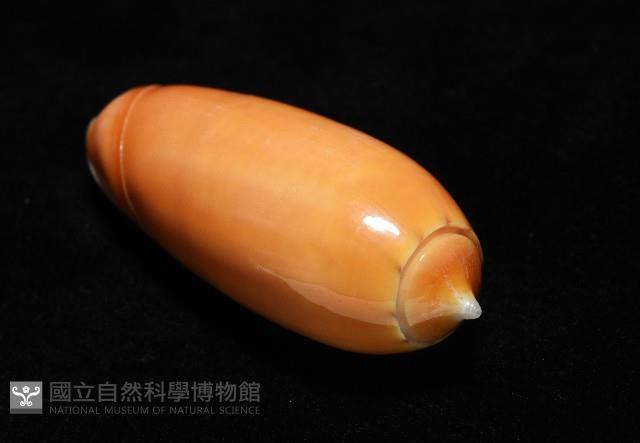 登錄號:007819-00130藏品圖，第7張