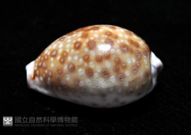 紫緣寶螺藏品圖，第7張