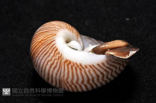 細紋玉螺藏品圖，第7張