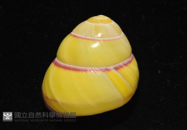 環紋光澤蝸牛藏品圖，第7張