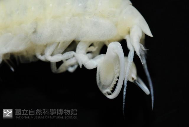 未知種深海鉤蝦藏品圖，第7張