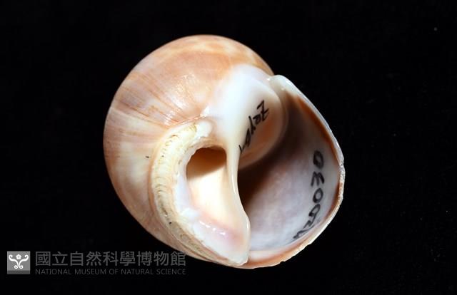 錫蘭鳳螺藏品圖，第7張