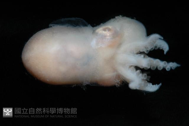 未知種船蛸藏品圖，第7張