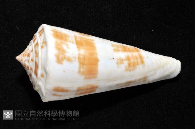 愛貓芋螺藏品圖，第7張