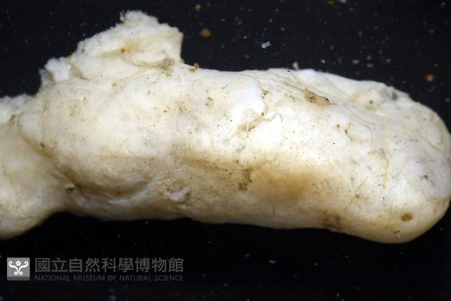 未知種海綿藏品圖，第7張