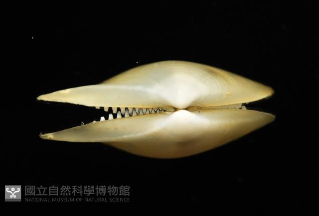深淵馬刺蛤藏品圖，第7張