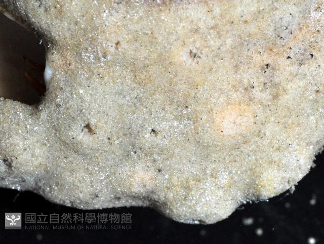 未知種鞘群海葵藏品圖，第7張