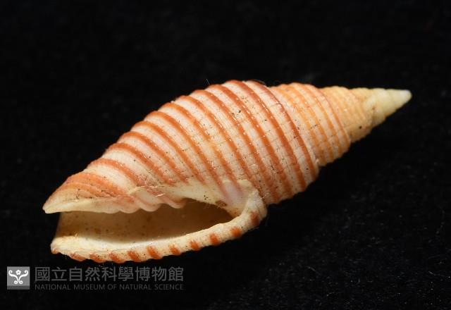 巧彫筆螺藏品圖，第7張